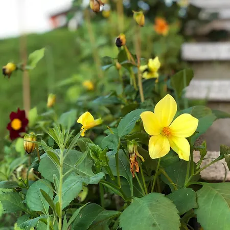 Casa Ilaria בית הארחה 3*